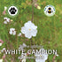 White Campion Seeds (Silene latifolia)
